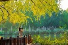 大象传媒92922-探索大象传媒92922的多元化传播策略与影响